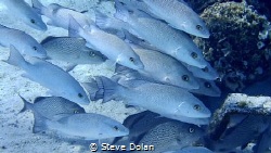 “Safety in numbers” A grroup of Gray Snapper in the Baham... by Steve Dolan 